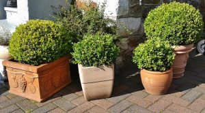 Welke buxus vervanger kunt u het beste kiezen?